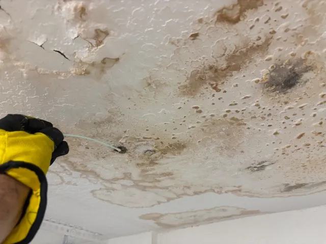 Active mold contamination across ceiling surface