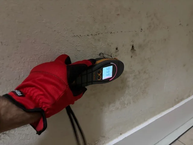 Moisture meter reading on interior wall with active mold growth