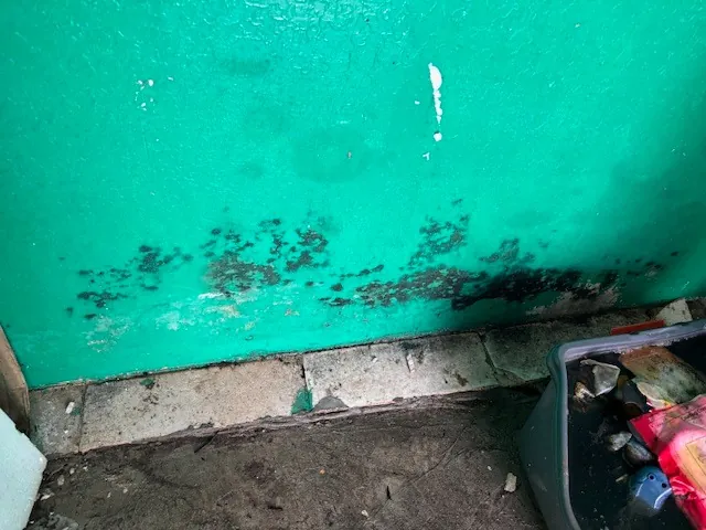 Active black mold growth on interior wall base